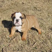 MOOSE-AKC, a male English Bulldog for sale in Orange City, IA – Photo 4 of 8