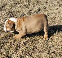 MOOSE-AKC, a male English Bulldog for sale in Orange City, IA – Photo 8 of 8