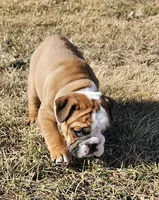 MOOSE-AKC, a male English Bulldog for sale in Orange City, IA – Photo 1 of 8