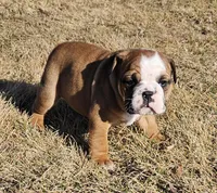MOOSE-AKC, a male English Bulldog for sale in Orange City, IA – Photo 7 of 8