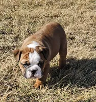 MOOSE-AKC, a male English Bulldog for sale in Orange City, IA – Photo 5 of 8