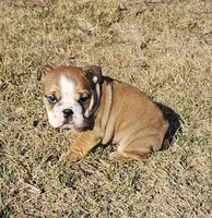 MAGGIE-AKC, a female English Bulldog for sale in Orange City, IA – Photo 4 of 7
