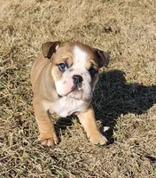 MAGGIE-AKC, a female English Bulldog for sale in Orange City, IA – Photo 2 of 7