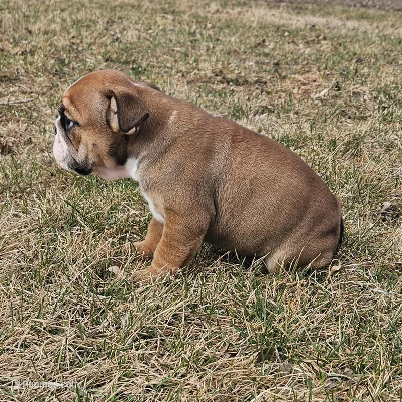MAGGIE-AKC – English Bulldog puppy for sale in Orange City, IA