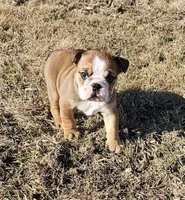 MAGGIE-AKC, a female English Bulldog for sale in Orange City, IA – Photo 1 of 7