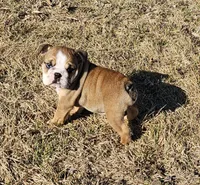 MAGGIE-AKC, a female English Bulldog for sale in Orange City, IA – Photo 7 of 7