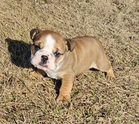 MAGGIE-AKC, a female English Bulldog for sale in Orange City, IA – Photo 6 of 7