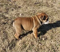 MAGGIE-AKC, a female English Bulldog for sale in Orange City, IA – Photo 3 of 7