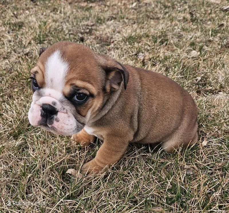 MAGGIE-AKC – English Bulldog puppy for sale in Orange City, IA