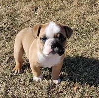 MILLIE-AKC, a female English Bulldog for sale in Orange City, IA – Photo 1 of 9