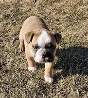 MILLIE-AKC, a female English Bulldog for sale in Orange City, IA – Photo 6 of 9