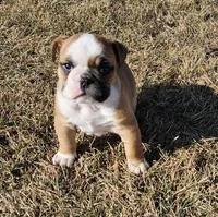 MILLIE-AKC, a female English Bulldog for sale in Orange City, IA – Photo 2 of 9