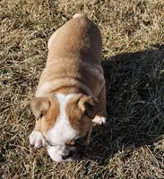 MILLIE-AKC, a female English Bulldog for sale in Orange City, IA – Photo 9 of 9