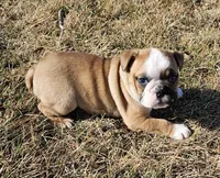 MILLIE-AKC, a female English Bulldog for sale in Orange City, IA – Photo 8 of 9