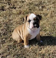 MILLIE-AKC, a female English Bulldog for sale in Orange City, IA – Photo 3 of 9