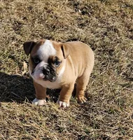 MILLIE-AKC, a female English Bulldog for sale in Orange City, IA – Photo 4 of 9
