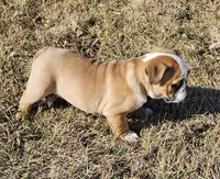 MILLIE-AKC, a female English Bulldog for sale in Orange City, IA – Photo 7 of 9