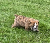 Tuff-AKC, a male English Bulldog for sale in Orange City, IA – 3 of 10