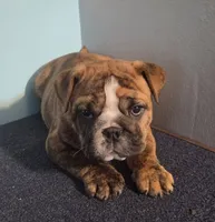 Tuff-AKC, a male English Bulldog for sale in Orange City, IA – 8 of 10