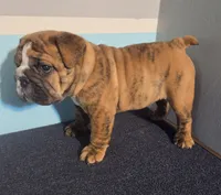 Tuff-AKC, a male English Bulldog for sale in Orange City, IA – 10 of 10
