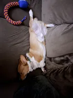 Tito, a male Pembroke Welsh Corgi for sale in Stafford Springs, CT – Photo 3 of 3