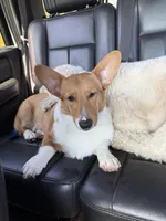 Tito, a male Pembroke Welsh Corgi for sale in Stafford Springs, CT – Photo 2 of 3