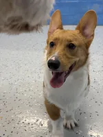 Tito, a male Pembroke Welsh Corgi for sale in Stafford Springs, CT – Photo 1 of 3