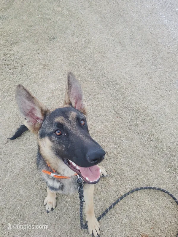 Bo – German Shepherd Dog puppy for sale in Wichita, KS