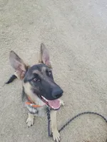 Bo, a male German Shepherd Dog for sale in Wichita, KS – 1 of 1