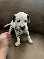 Jlo’s Girl #1, a female Dalmatian for sale in Signal Mountain, TN – 8 of 10