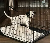 Egypt’s Boy #1 AKC LUA, a male Dalmatian for sale in Signal Mountain, TN – 8 of 10