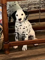 Egypt’s Boy #1 AKC LUA, a male Dalmatian for sale in Signal Mountain, TN – 7 of 10
