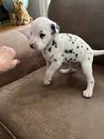 Jlo’s Boy #3, a male Dalmatian for sale in Signal Mountain, TN – 5 of 7