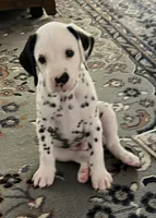 Egypt’s Boy #1 LUA, a male Dalmatian for sale in Signal Mountain, TN – 3 of 9