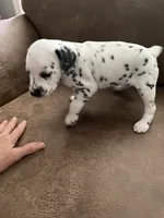 Jlo’s Girl #1, a female Dalmatian for sale in Signal Mountain, TN – 9 of 10