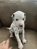 Jlo’s Boy #3, a male Dalmatian for sale in Signal Mountain, TN – 3 of 7