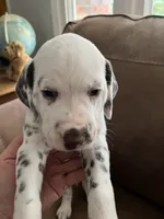 Jlo’s Boy #2 Liver and LUA, a male Dalmatian for sale in Signal Mountain, TN – 3 of 8