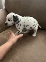 Jlo’s Girl #1, a female Dalmatian for sale in Signal Mountain, TN – 2 of 10