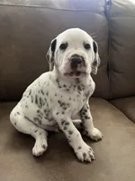 Jlo’s Boy #2 Liver and LUA, a male Dalmatian for sale in Signal Mountain, TN – 4 of 8