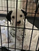 Egypt’s Boy #1 LUA, a male Dalmatian for sale in Signal Mountain, TN – 5 of 9