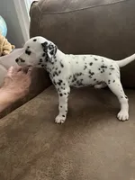 Jlo’s Girl #2, a female Dalmatian for sale in Signal Mountain, TN – 3 of 7