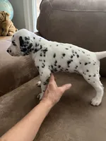 Jlo’s Boy #1, a male Dalmatian for sale in Signal Mountain, TN – 3 of 7