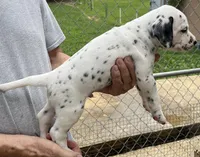 Egypt’s Boy #3, a male Dalmatian for sale in Signal Mountain, TN – 3 of 3