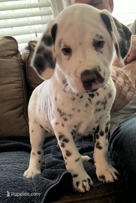 Jlo’s Boy #2 Liver and LUA – Dalmatian puppy for sale in Signal Mountain, TN
