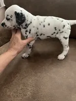 Jlo’s Girl #1, a female Dalmatian for sale in Signal Mountain, TN – 3 of 10