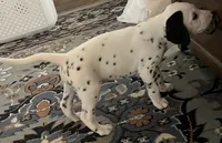 Egypt’s Boy #1 LUA, a male Dalmatian for sale in Signal Mountain, TN – 2 of 9