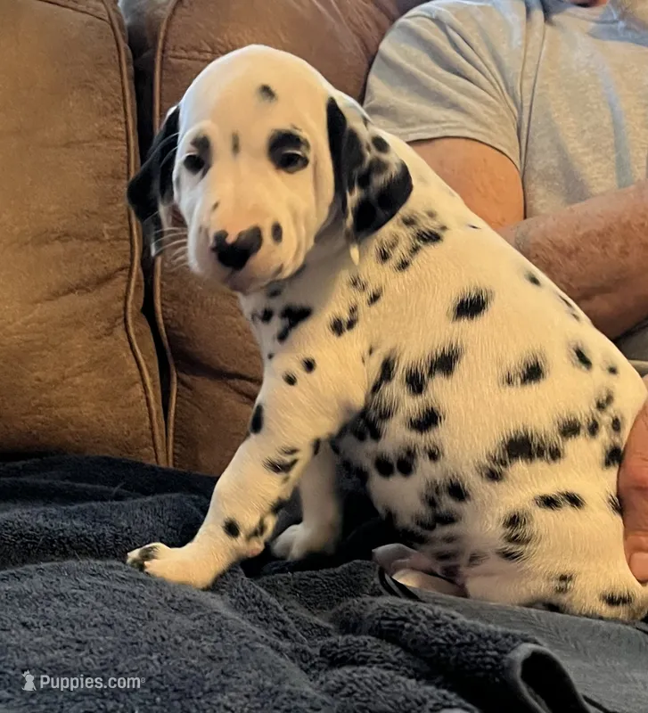Jlo’s Boy #1 – Dalmatian puppy for sale in Signal Mountain, TN