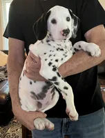 Egypt’s Boy #1 AKC LUA, a male Dalmatian for sale in Signal Mountain, TN – 5 of 10