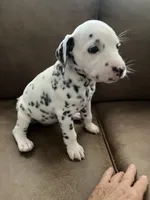 Jlo’s Girl #2, a female Dalmatian for sale in Signal Mountain, TN – 5 of 7