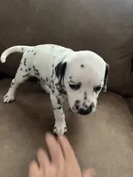 Jlo’s Girl #1, a female Dalmatian for sale in Signal Mountain, TN – 4 of 10